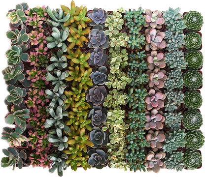 Shop Succulents Pastel Succulent Plant Pack Bulk Collection - Live Mini Succulent Plants, Low Maintenance, Bright & Serene Colors & Textures - Wedding and Party Favors, Gift & Garden, Pack of 32