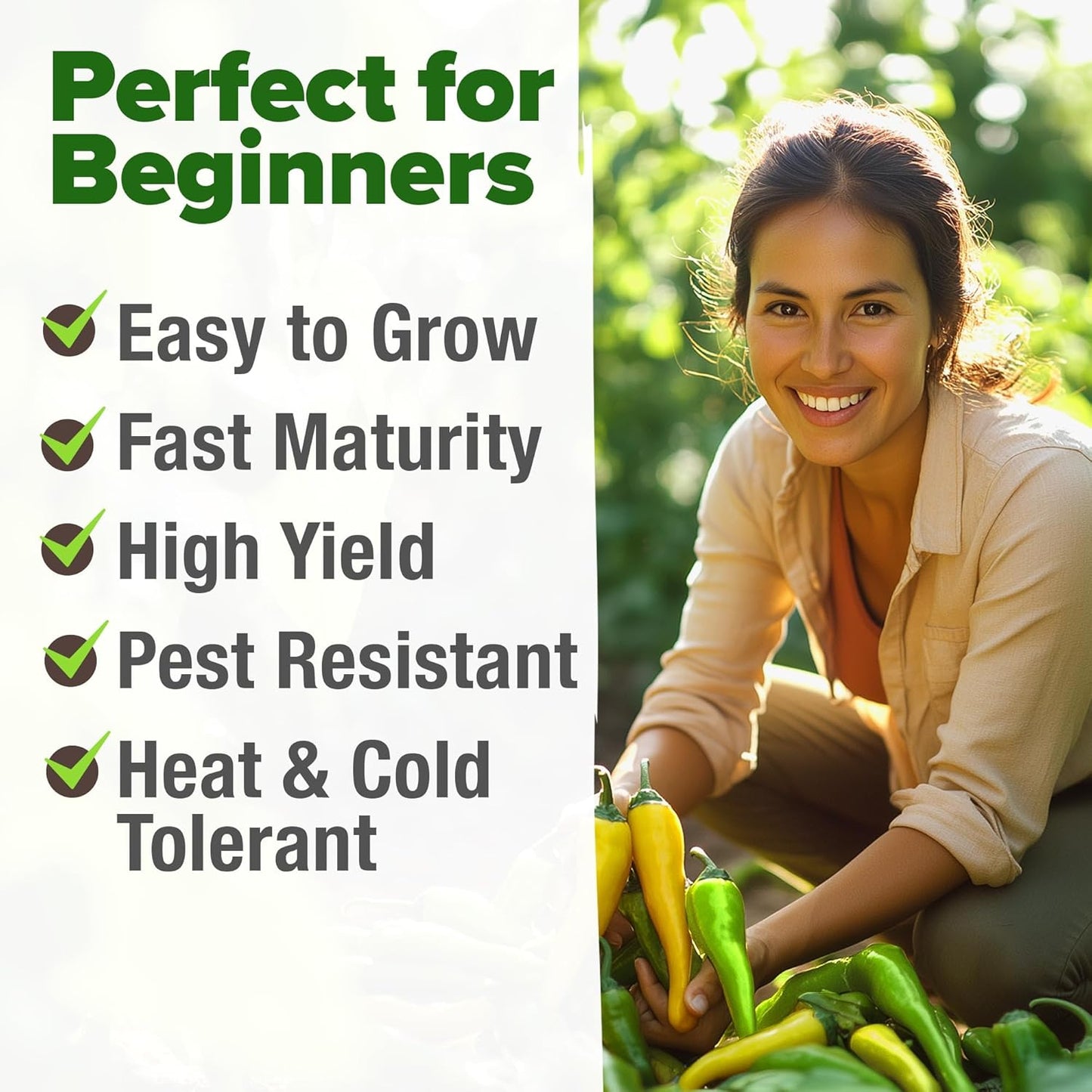 HOME GROWN Banana Pepper Seeds 2 Pack (Capsicum annuum) – 188 𝗡𝗢𝗡-𝗚𝗠𝗢, 𝗨𝗦𝗔-𝗦𝗢𝗨𝗥𝗖𝗘𝗗 Heirloom Seeds, High Germination Vegetable Seeds – Growing Sweet Banana Peppers Indoors or Garden