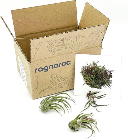 ragnaroc Air Plants - Tillandsia Pruinosa, Large 3-5" - 3ct - Live Arrival Guaranteed - House Plants for Home Decor & Gift