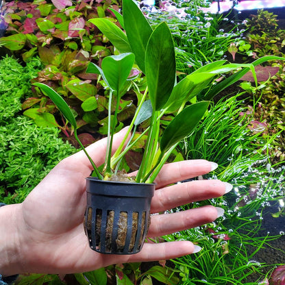 SubstrateSource Anubias Live Aquarium Plants - Potted Freshwater Plant for Fish Tanks, Terrariums - Beginner Friendly Low Light (Congensis, 5 Pots)