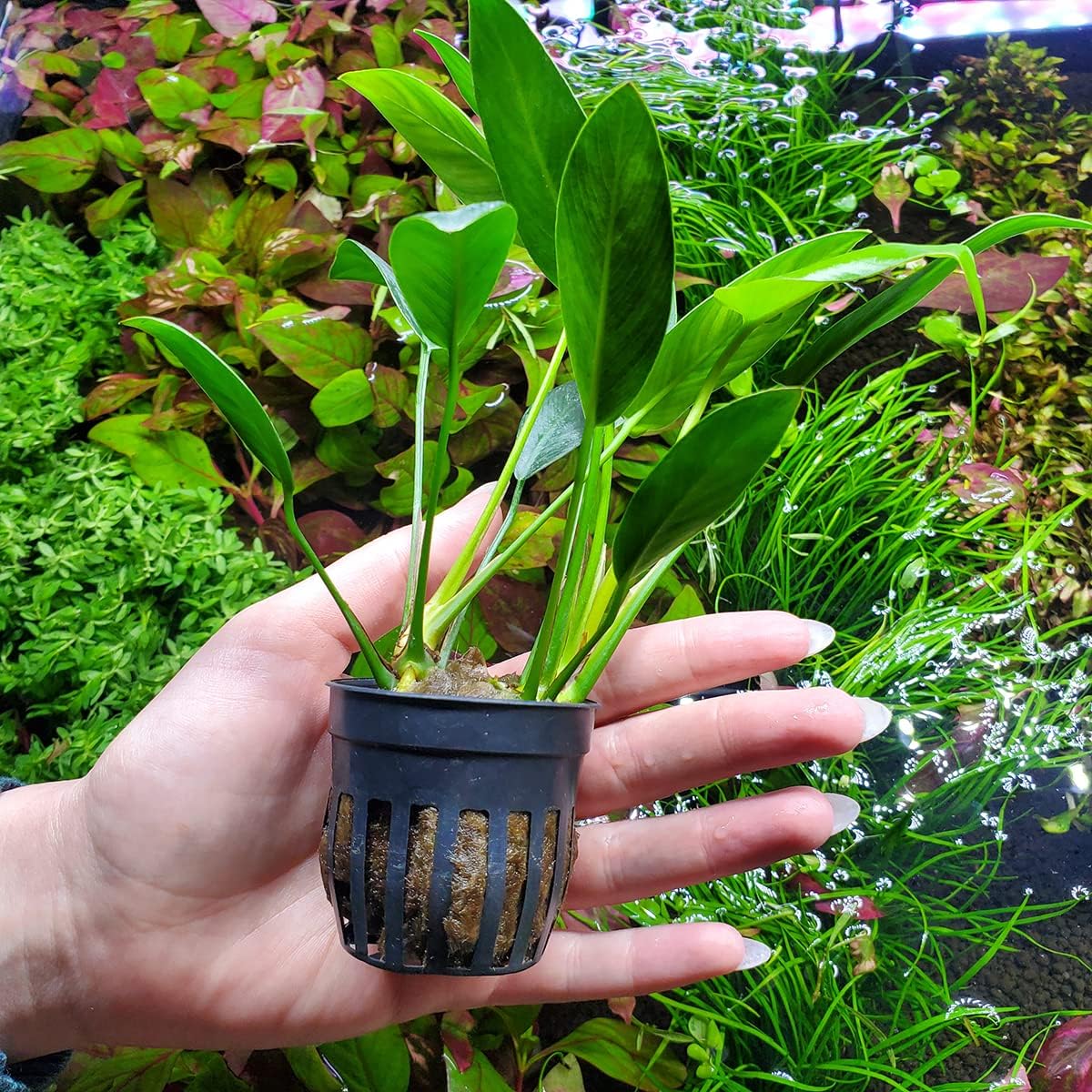 SubstrateSource Anubias Live Aquarium Plants - Potted Freshwater Plant for Fish Tanks, Terrariums - Beginner Friendly Low Light (Congensis, 3 Pots)