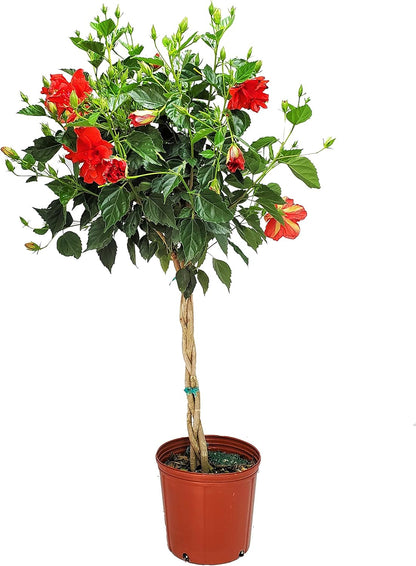 Live Braided Hibiscus Tree - Red Double Flower - Overall Height 38" to 44" - Tropical Plants of Florida (Plant Only)