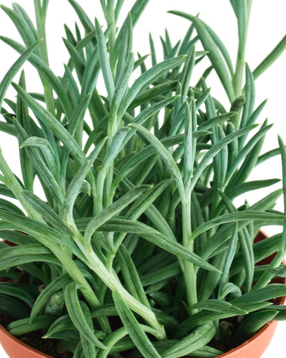 Shop Succulents String of Fishhooks Hanging Succulent, Senecio Radicans Glauca, Fully Rooted Live 4" Succulent Plant, Low Maintenance Indoor Plant, Hardy Succulents, Trailing Succulents, Gift & Garden