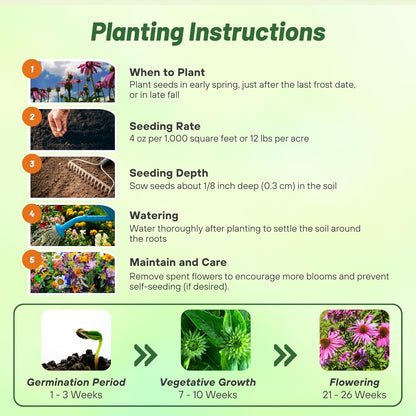 Outsidepride Purple Echinacea Coneflower Seeds - 1000 Pcs Perennial, Deer-Proof & Drought Tolerant Flower Seeds with Daisy-Like Blooms for Pollinator-Friendly Gardens, Borders, & Meadows