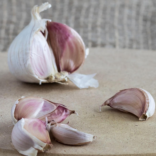 Krandasger Red Garlic ~3 Bulbs Per BagCount | Hardneck Purple Stripe Seed Garlic for Fall Planting | Non-GMO, Cold Hardy | Mid-Summer Harvest | Allium sativum VAR. ophioscorodon | PreOrder Ships Fall