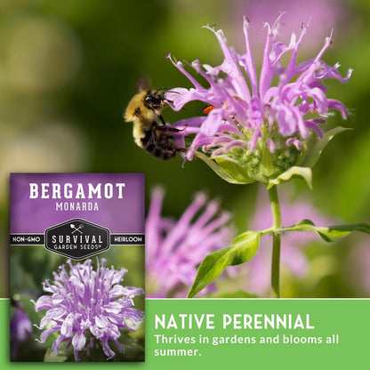 Survival Garden Seeds - Bergamot Herb (Bee Balm) Seed for Planting - 3 Packets with Instructions to Grow Monarda Fistulosa Wildflowers in Your Home Vegetable Garden - Non-GMO Heirloom Variety