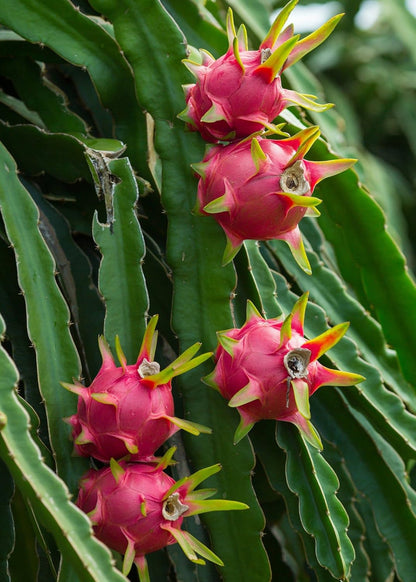 Dragon Fruit Tree - 5 Live Plants in 4 Inch Pots - Hylocereous Undatus - Edible Tropical Fruit Plant from Florida