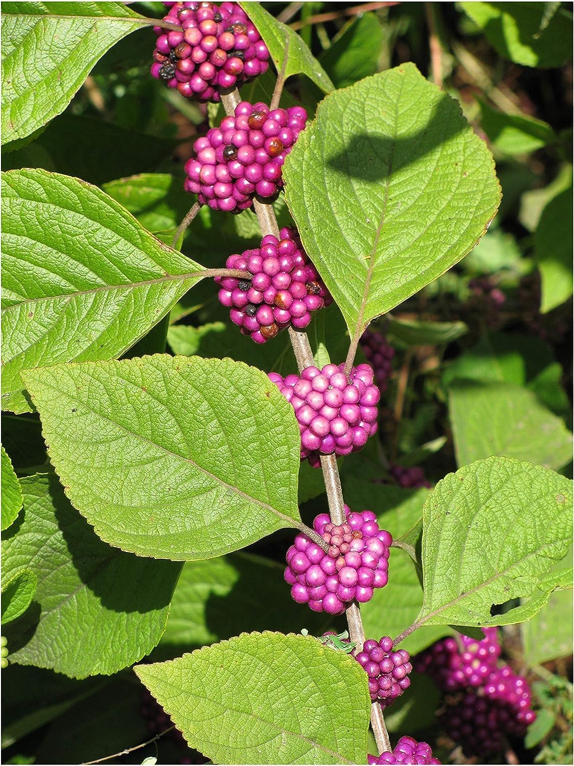 American Beautyberry | 3 Live Plants | Callicarpa Americana | Drought-Tolerant, Vibrant Purple Berries, Attracts Birds & Butterflies | Easy to Grow