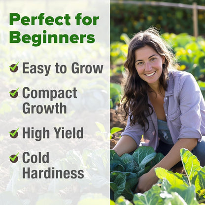 HOME GROWN Collard Green Seeds - 2 Pack - 600 Seeds for Fall Planting - High Germination 𝗡𝗢𝗡-𝗚𝗠𝗢 𝗨𝗦𝗔-𝗦𝗢𝗨𝗥𝗖𝗘𝗗 Heirloom Vegetable Seeds,Vates Collard Greens Seed Pack(Brassica oleracea)