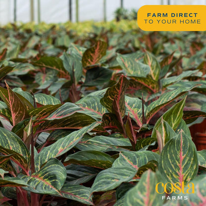 Costa Farms Chinese Evergreen, Easy to Grow Live Indoor Plant Aglaonema, Potted Houseplant in Cute Decor Pot, Everyday Gift for Mom, Wife, Daughter, Son Room Decor, 1 Foot Tall