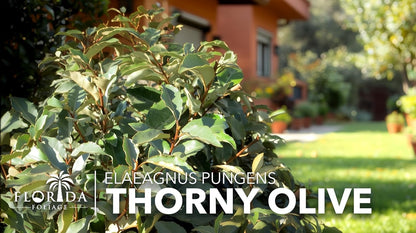 Elaeagnus Pungens I 40 Live Plants I Thorny Olive I Hardy Evergreen Shrub with Fragrant Blooms, Perfect for Hedges, Screening & Ornamental Garden Display