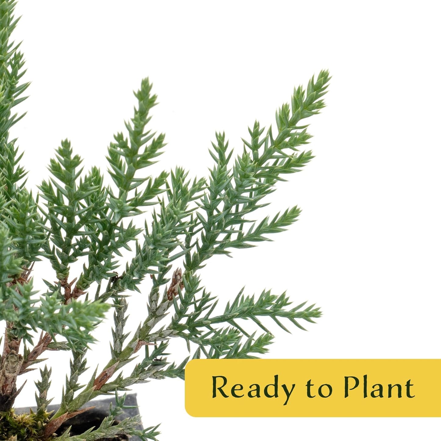 2 Tamarix Juniper in 3.5" Nursery Cubes | Juniperus Sabina ‘Tamariscifolia’ | Dense, Low-Maintenance Evergreen Shrub with Fine, Feathery Foliage | Ready-to-Plant Live Starters
