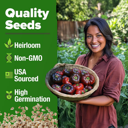 HOME GROWN Cherokee Purple Tomato Seeds 2 Pack (Solanum lycopersicum) - 212 Seeds, 𝗡𝗢𝗡-𝗚𝗠𝗢 𝗨𝗦𝗔-𝗦𝗢𝗨𝗥𝗖𝗘𝗗 Tomato for Planting - Heirloom Vegetable Seeds with High Germination Rate