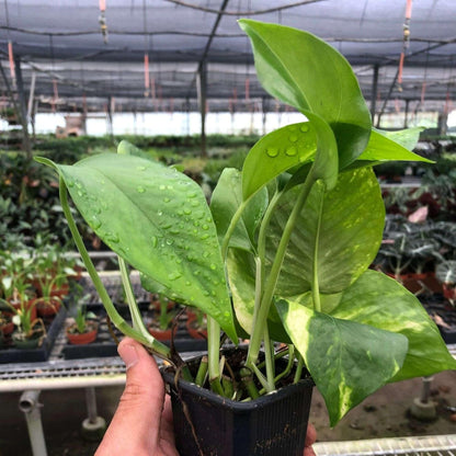 Pothos Golden Live Plant for Indoor | Different Houseplants in 3'' Pot | Real House Plant for Living Room, Office, Desk & Bathroom | Epipremnum Aureum | Devil's Ivy