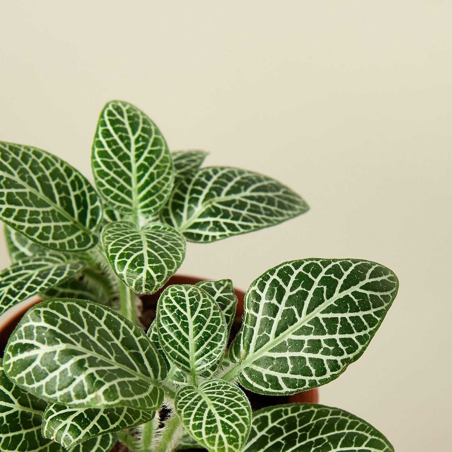 Fittonia White Live Plant for Indoor | Different Houseplants in 3'' Pot | Real House Plant for Living Room, Office, Desk & Bathroom | Nerve Plant | Fittonia albivenis