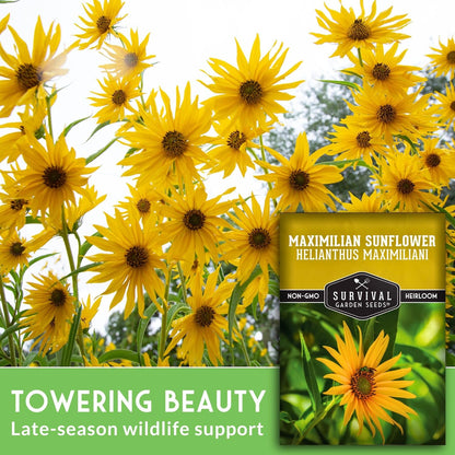 Survival Garden Seeds - Maximilian Sunflower (Helianthus maximiliani) | 10-Foot Prairie Giant | Fall Blooming Pollinator Magnet | North American Native Wildflower Seed for Planting - 1 Pack