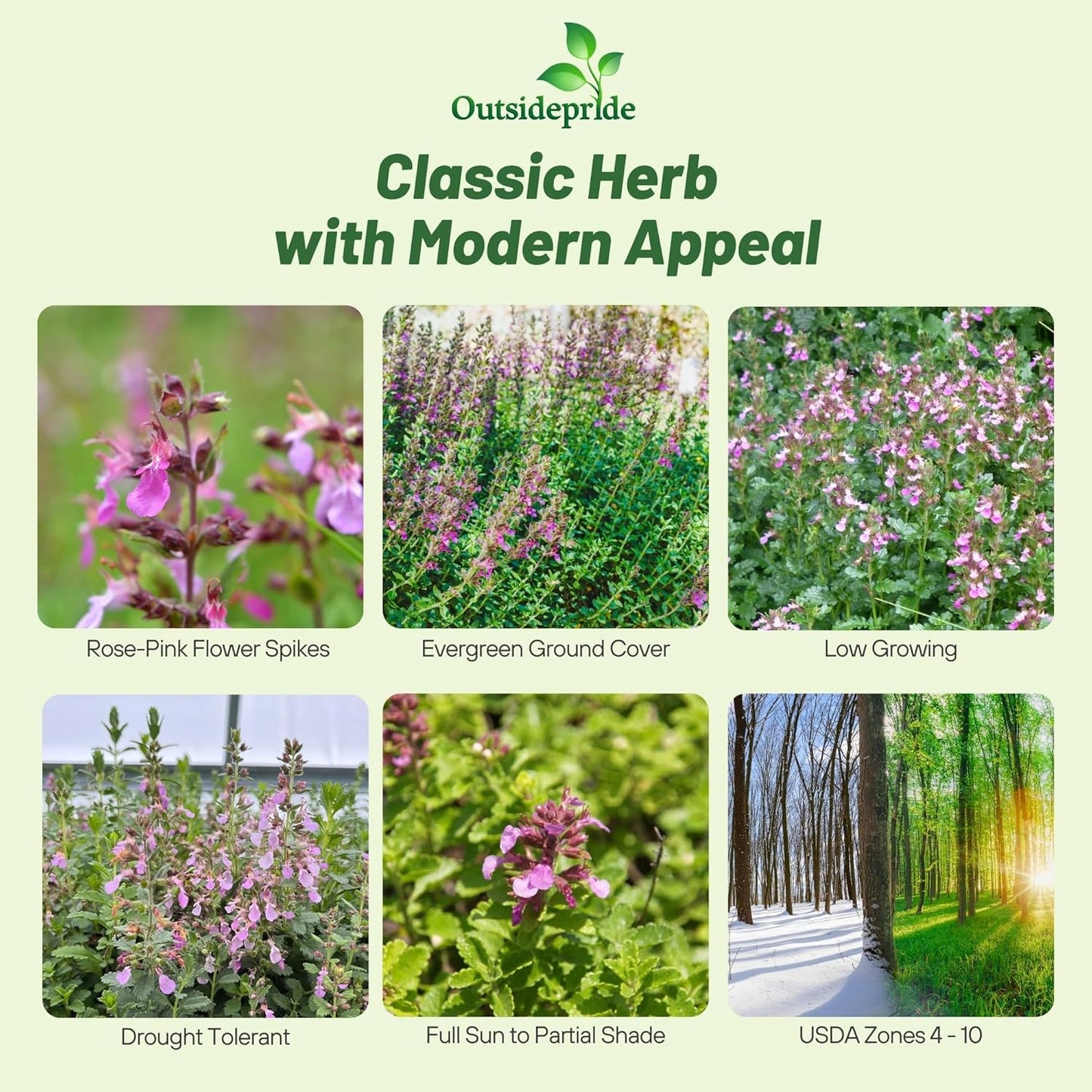 Outsidepride Germander Herb Seeds - 1000 Pcs Perennial, 18-Inch Tall, Violet Blooms, Evergreen Ornamental Hedge for Herb Gardens, Attracts Bees & Butterflies, Minimal Watering Needs