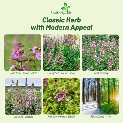 Outsidepride Germander Herb Seeds - 500 Pcs Perennial, 18-Inch Tall, Violet Blooms, Evergreen Ornamental Hedge for Herb Gardens, Attracts Bees & Butterflies, Minimal Watering Needs