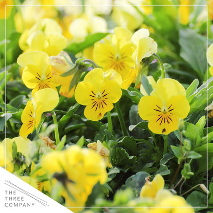 Live Healthy Flowering Pansies - Yellow (4 Plants Per Pack), Beautiful Winter Color, 6" Tall by 4" Wide in 1 Pint Square Pot