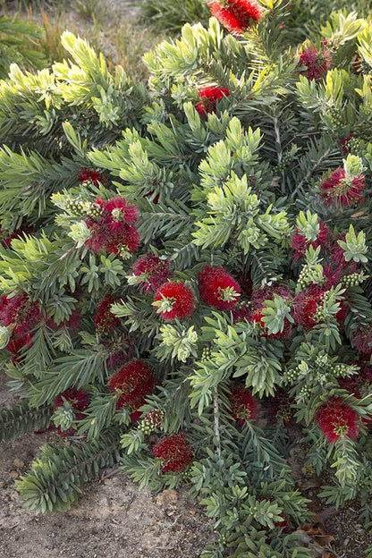 Little John Dwarf Bottlebrush | 3 Large Gallon Size Plants | Callistemon Compact Heavy Blooming Shrub