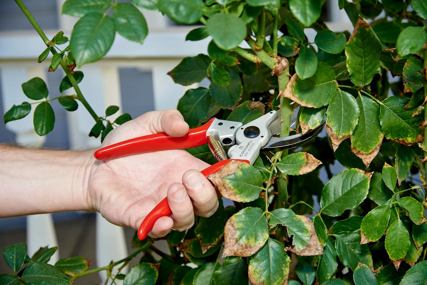 Corona BP 4250 Forged Steel Aluminum Handles Bypass Hand Pruner - 1 inch Cut Capacity Stem and Branch Garden Shears, Red
