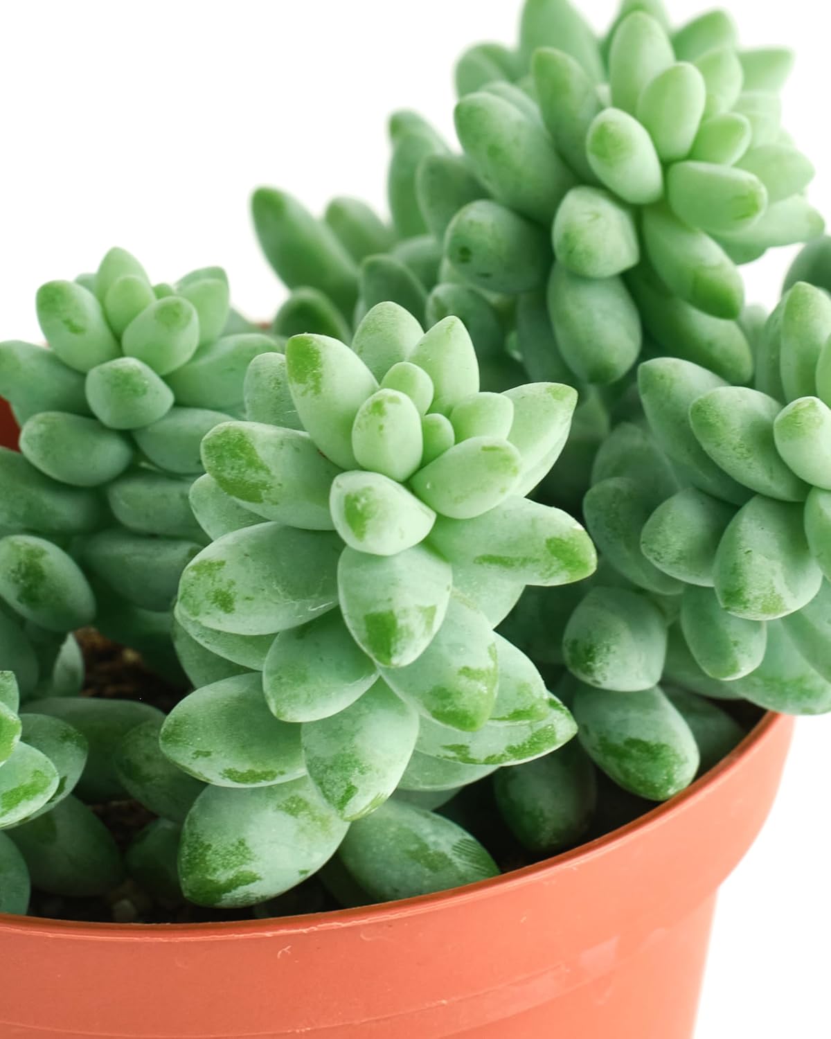 Shop Succulents Burro's Tail Hanging Succulent, Sedum Morganianum, Fully Rooted Live 4" Succulent Plant, Low Maintenance Indoor Plant, Trailing Succulents, Gift & Garden