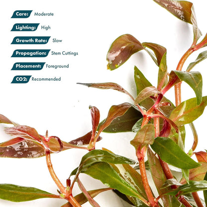 SubstrateSource Live Plants - Alternanthera reineckii ‘Mini’ - Bright Red to Pink Foreground Stem Plant for High Light, CO₂ Aquascaping, Compact Growth Red, Pink, Purple Accent - Lead Bunch