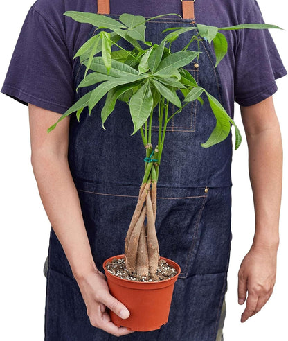 Money Tree 'Guiana Chestnut' Pachira Braid Live Plant for Indoor | Different Houseplants in 4'' & 6'' Pot | Real House Plant for Living Room, Office, Desk & Bathroom |