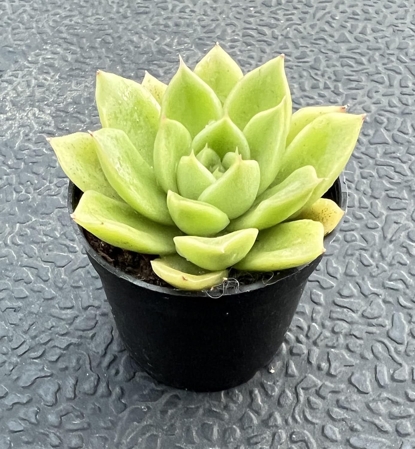 Sprout N Green Echeveria 'Gilva', Live Succulent Plant Fully Rooted in 2" Pots with Soil Mix, Real Houseplant for Indoor Outdoor Home Office Wedding Decoration Party Favor