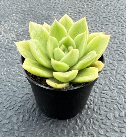 Sprout N Green Echeveria 'Gilva', Live Succulent Plant Fully Rooted in 2" Pots with Soil Mix, Real Houseplant for Indoor Outdoor Home Office Wedding Decoration Party Favor