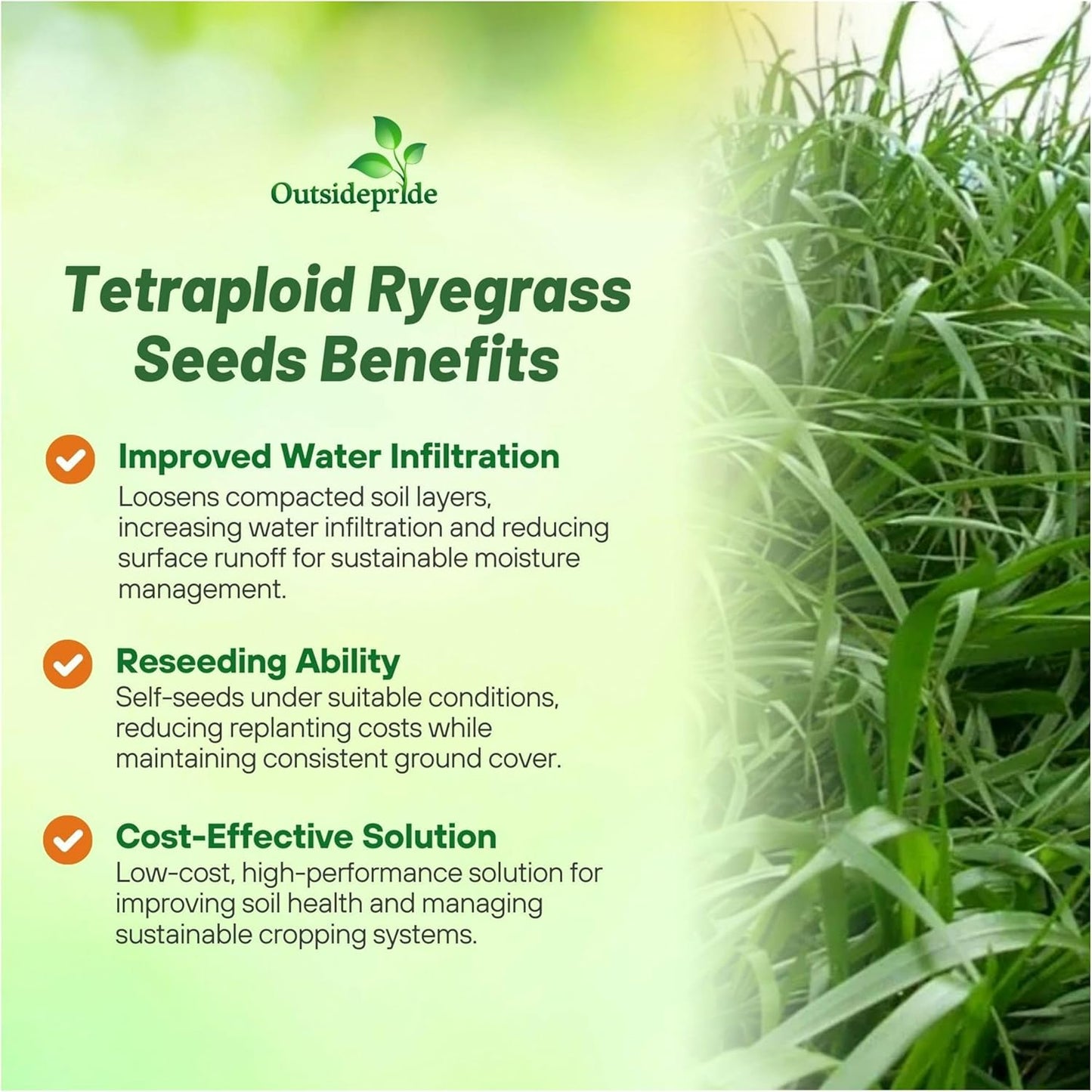 Outsidepride Ryegrass Seeds - 25 lb. Annual, Hardy & Fast-Growing, Cover Crop Seeds for Planting Glossy Dark Green Grass Leaves, Ideal for Hay Foraging, Pasture Grazing & Erosion Control