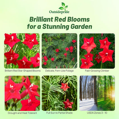 Outsidepride Red Cypress Vine Seeds - 200 Pcs Annual Flower Seeds with Nectar-Rich, Star-Shaped Flowers & Feathery, Fern-Like Leaves for Fences, Trellises, Pergolas & Vertical Gardens