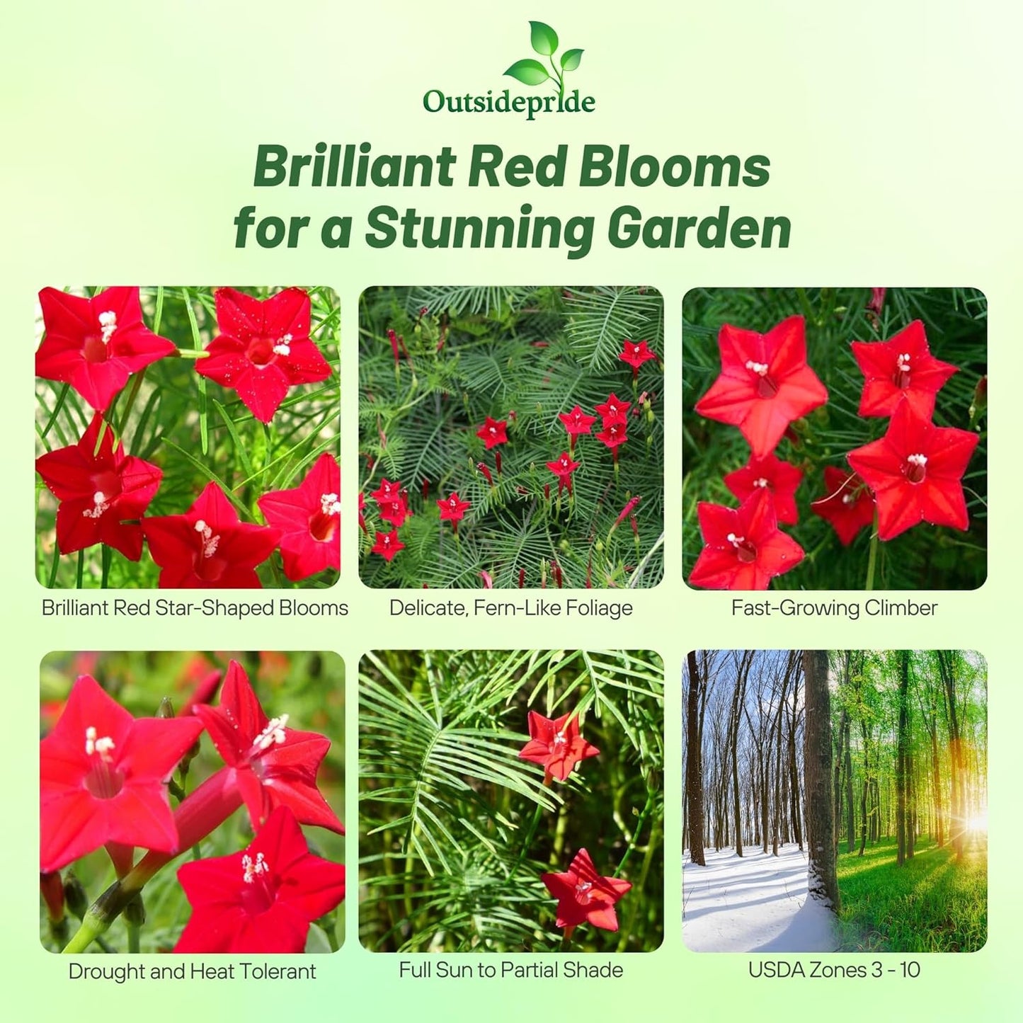 Outsidepride Red Cypress Vine Seeds - 100 Pcs Annual Flower Seeds with Nectar-Rich, Star-Shaped Flowers & Feathery, Fern-Like Leaves for Fences, Trellises, Pergolas & Vertical Gardens