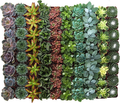 Shop Succulents Assorted Succulent Plant Pack Bulk Collection - Live Mini Succulent Plants, Low Maintenance, Mixture of Colors & Textures - Wedding and Party Favors, Gift & Garden, Pack of 256