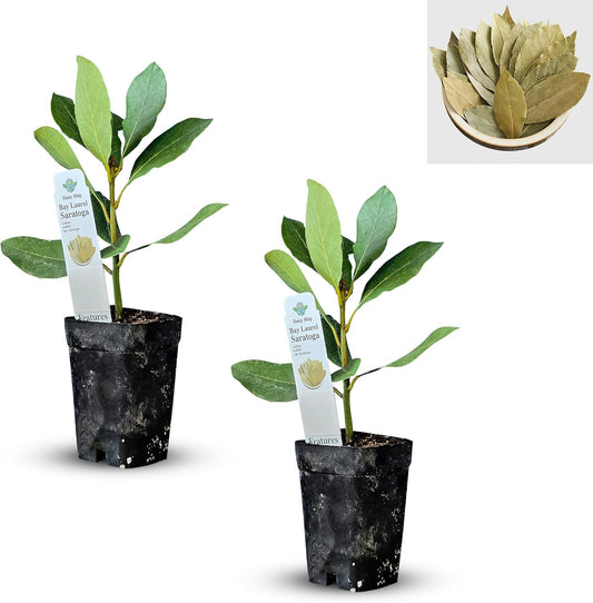 Mediterranean Bay Leaf, Bay Laurel Live Plant. Saratoga Variety - Laurus Nobilis. Live Plant.