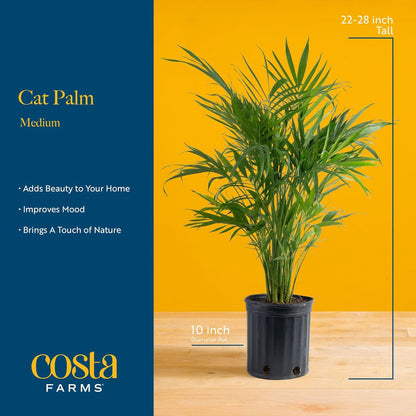 Costa Farms Cat Palm Live Plants in Decorative Pot, Large Indoor Houseplant, Perfect for Home, Room, or Office Decor, Great House Warming or Birthday Gift, 3-4 Feet Tall, Pack of 2