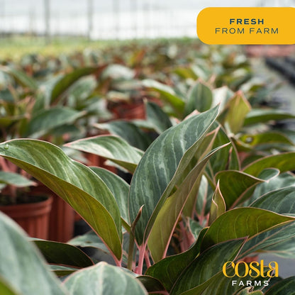 Costa Farms Chinese Evergreen Live Plant, Aglaonema, Easy Care Low Light Houseplant in Nursery Pot, Potted in Potting Soil Mix, Housewarming, Unique Home or Room Decor, 1-2 Feet Tall