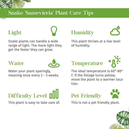 Snake Plant 'Zeylanica' Live Plant for Indoor | Different Houseplants in 3'' Pot | Real House Plant for Living Room, Office, Desk & Bathroom | Laurentii | Mother-in-law's Tongue