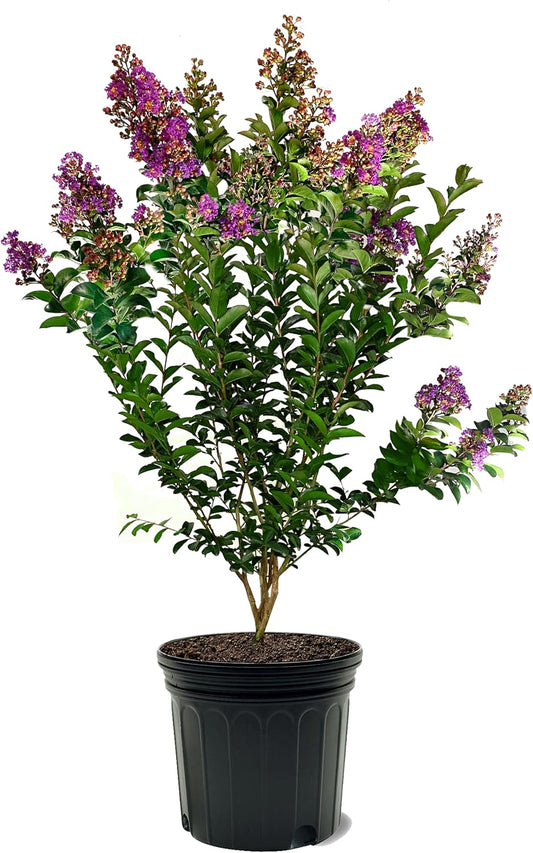 American Plant Exchange Miss Sandra Crape Myrtle Tree Live, 7-Gallon Pot, 2-3ft Tall, Vibrant Purple Flowers, Drought-Tolerant, Large Outdoor Landscape Accent, Year-Round Beauty