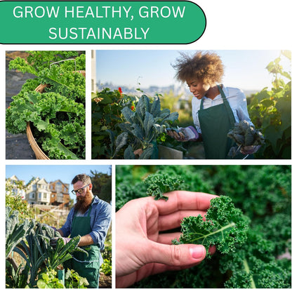 Woods Creek Seeds: Dwarf Siberian Kale Seeds for Planting - Over 480 Heirloom Non-GMO Kale Seeds for Planting Outdoors, Indoors or for Hydroponic Gardening - Ideal for Vegetable Gardening at Home