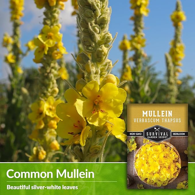 Mullein Seed for Planting - 2 Packets with Instructions to Plant and Grow Medicinal Herb Common Mullein in Your Home Vegetable Garden - Non-GMO Heirloom Variety - Survival Garden Seeds