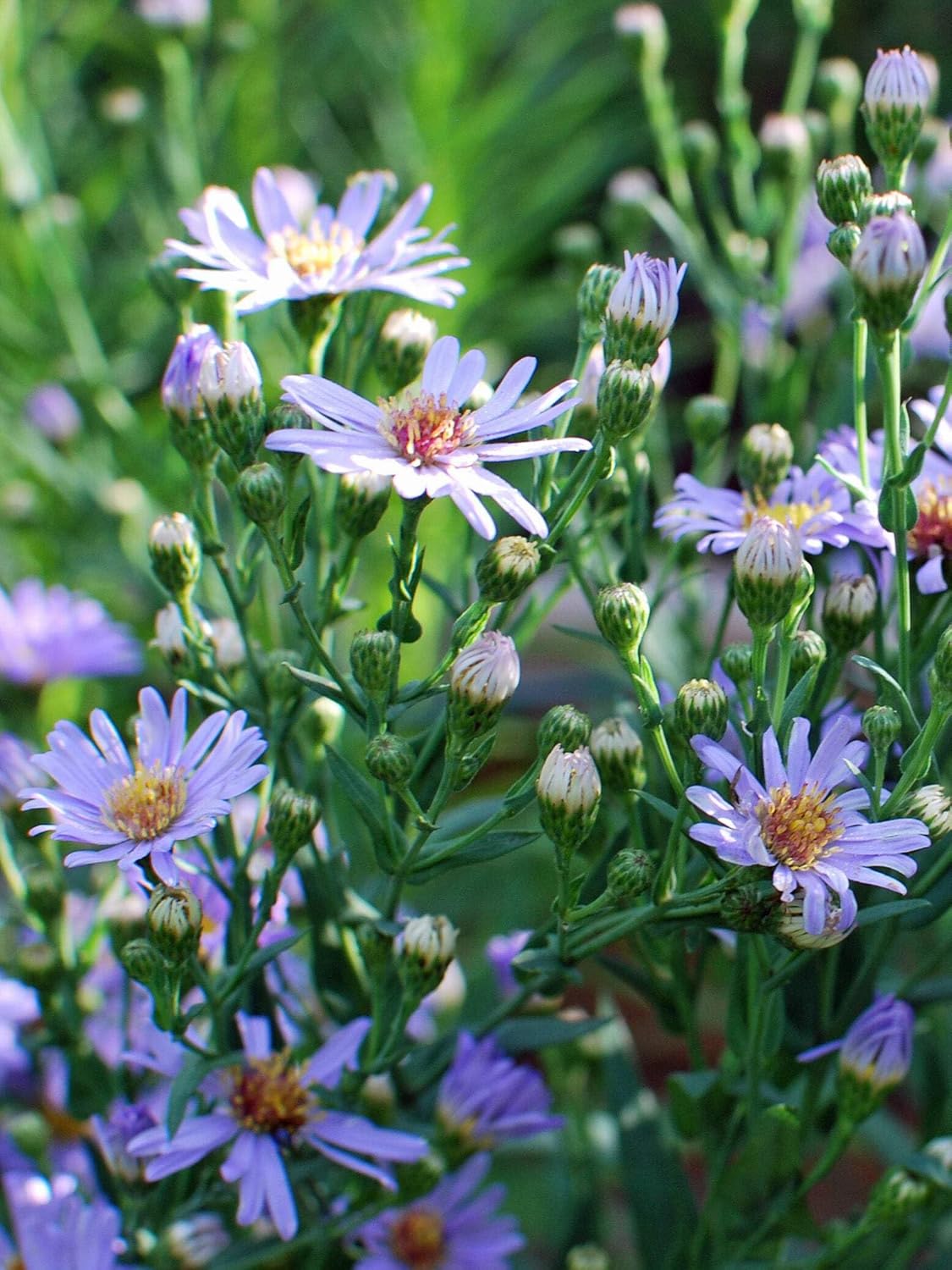 Perennial Farm Aster Laevis 'Bluebird' (Smooth Aster) – Live Perennial in #1 Container, Masses of Violet-Blue Blooms, Tall Upright Growth, Late Season, Pollinator Friendly, Ideal for Meadows & Borders