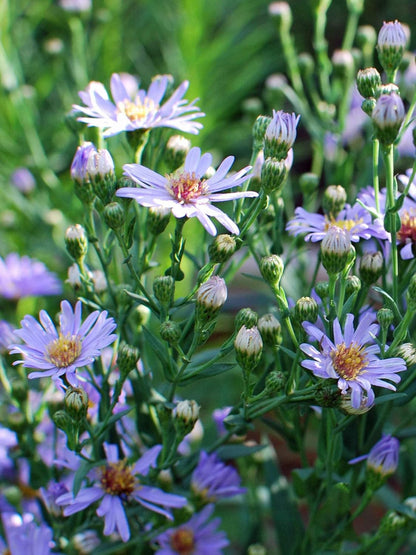 Perennial Farm Aster Laevis 'Bluebird' (Smooth Aster) – Live Perennial in #1 Container, Masses of Violet-Blue Blooms, Tall Upright Growth, Late Season, Pollinator Friendly, Ideal for Meadows & Borders
