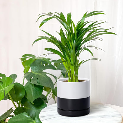 D'vine Dev 6.5 Inch Ceramic Planter Pot with Drainage Hole and Saucer, Indoor Cylinder Round Planter Pot, Layered Monochrome Black & White, 94-O-C-L