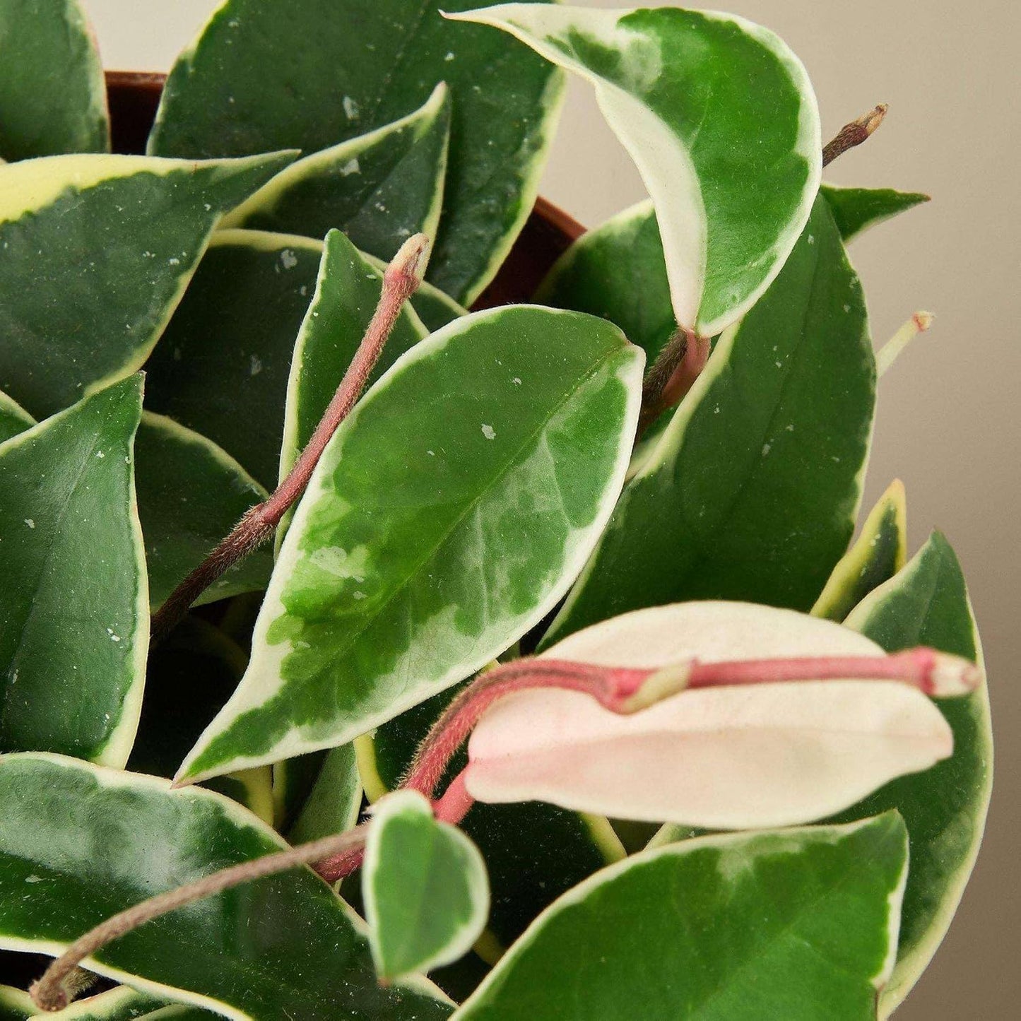 Hoya Carnosa 'Tricolor' Live Plant for Indoor | Different Houseplants in 3'' Pot | Real House Plant for Living Room, Office, Desk & Bathroom | Porcelain Flower | Wax Plant | Honey