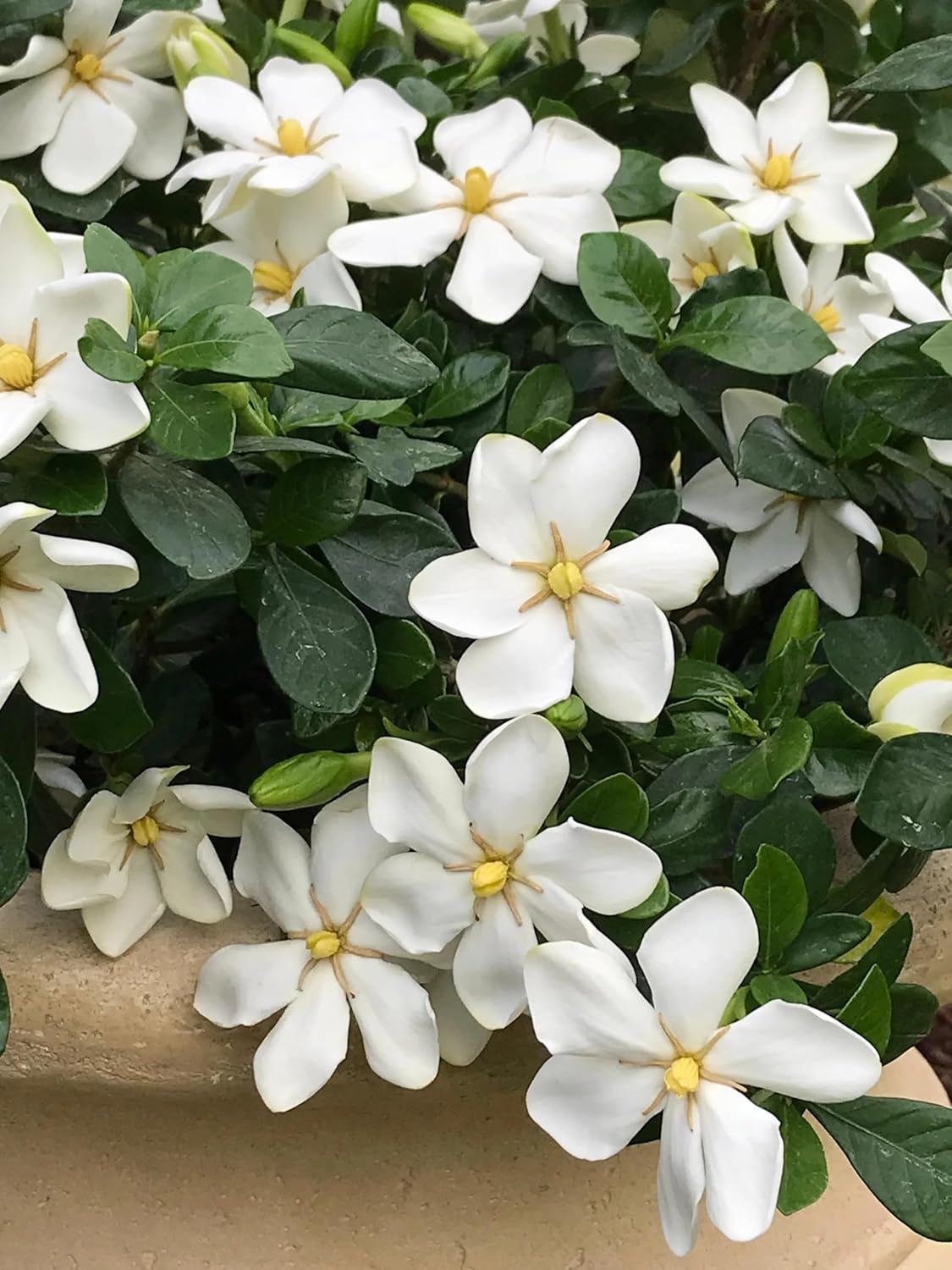 Kleim's Hardy Gardenia, Evergreen Shrub, White Fragrant Flowers, 1 Gallon Live Plant