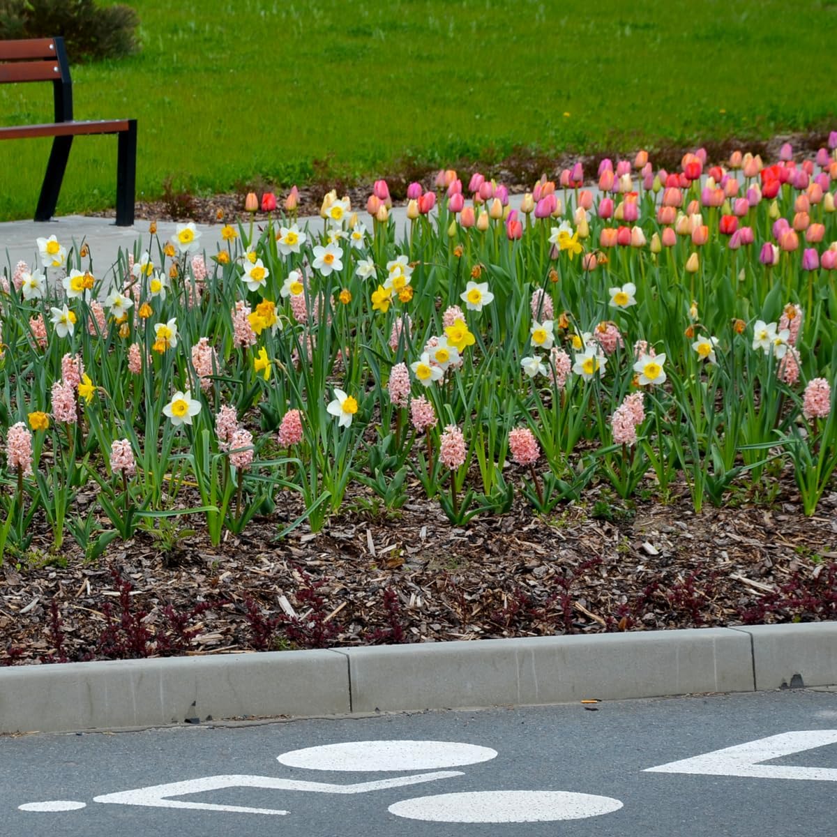 Complete Spring Flower Bulb Garden – Mixed Tulips, Daffodils & Hyacinths – 75 Bulk Bulbs for Colorful Spring Blooms – Easy Fall Planting - Plant in Gardens, Borders & Flowerbeds - Willard & May