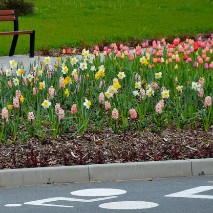 Complete Spring Flower Bulb Garden – Mixed Tulips, Daffodils & Hyacinths – 75 Bulk Bulbs for Colorful Spring Blooms – Easy Fall Planting - Plant in Gardens, Borders & Flowerbeds - Willard & May