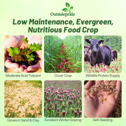 Outsidepride Crimson Clover Seeds - 2 lbs. Annual, Nitrocoated, & Inoculated Ground Cover Seeds, Ideal Clover Seed for Lawn, Cover Crop, Pasture, Hay, Green Manure & Wildlife Forage