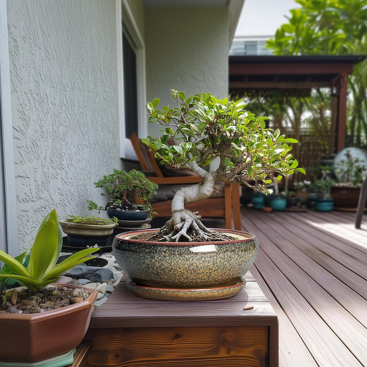 SQOWL Bonsai Planter - 10 Inch Ceramic Succulent Pots, Shallow Plant Pot Indoor with Drainage Hole and Saucer, Ceramic Bonsai Pots, Round Planter Bowl Outdoor, House Decor, Plant Lover Gifts, Brown